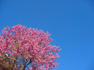 ALBERO CON FIORI ROSA SU CIELO AZZURRO