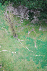 PRATO CON ALBERI VISTI DALL'ALTO