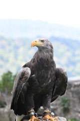 Seeadler