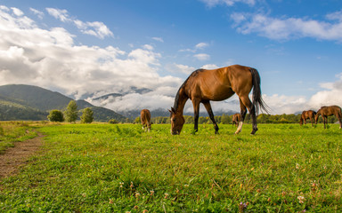 Beautiful brown horse walking in the backdrop of blue skies with beautiful white clouds near the Transylvanian mountains. These horses are mostly used by shepherds in the bear county