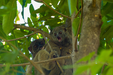 sportive lemurs (Lepilemur septentrionalis family Megaladapidae) in a tree in Nosy Bes Lokobe National Park in Madagascar