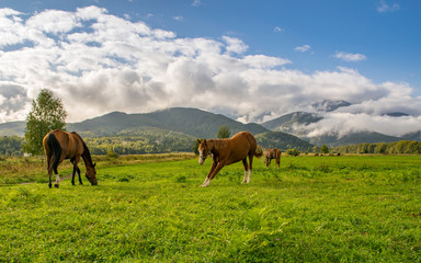 Fototapeta na wymiar Beautiful brown horse walking in the backdrop of blue skies with beautiful white clouds near the Transylvanian mountains. These horses are mostly used by shepherds in the bear county