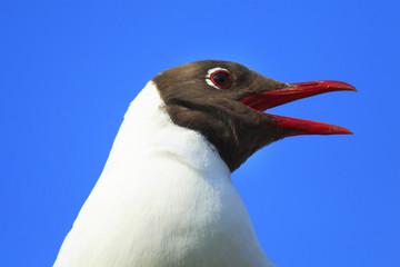 Single Black-headed gull - latin Larus ridibundus or Chroicocephalus ridibundus - known also as Laughing gull bird during the spring mating season in wetlands of north-eastern Poland