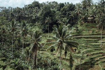 Fototapeta premium bali