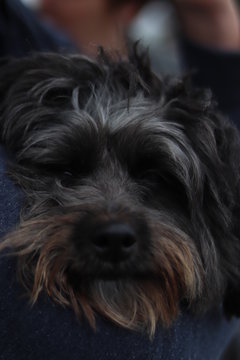 DOG FACE