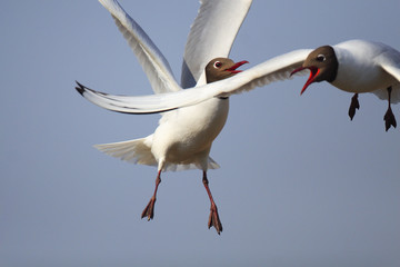 Pair of Black-headed gull birds - latin Larus ridibundus or Chroicocephalus ridibundus - known also as Laughing gull, in flight during the spring mating season in wetlands of north-eastern Poland
