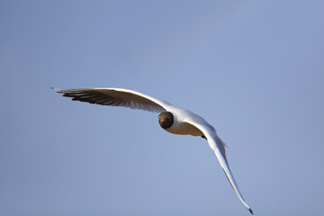 Single Black-headed gull - latin Larus ridibundus or Chroicocephalus ridibundus - known also as Laughing gull bird in flight during the spring mating season in wetlands of north-eastern Poland