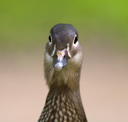 Single female Mandarin Duck - latin Aix galericulata - bird natively inhabiting East Asia, in a spring mating season in a city park