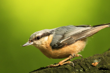 Single Eurasian Nuthatch bird - latin Sitta europaea - known also as Wood Nuthatch on a tree branch during the spring mating season in wetlands of north-eastern Poland