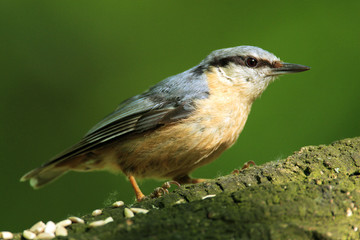 Single Eurasian Nuthatch bird - latin Sitta europaea - known also as Wood Nuthatch on a tree branch during the spring mating season in wetlands of north-eastern Poland