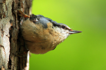 Single Eurasian Nuthatch bird - latin Sitta europaea - known also as Wood Nuthatch on a tree branch during the spring mating season in wetlands of north-eastern Poland