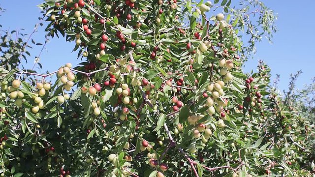 Indian Jujube or beer or berry Ziziphus mauritiana . ripe fruit on the branches of the tree