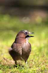 Single Eurasian Jay bird - latin Garrulus glandarius - in a grass during the spring mating season in wetlands of north-eastern Poland