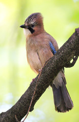 Single Eurasian Jay bird - latin Garrulus glandarius - on a tree branch during the spring mating season in wetlands of north-eastern Poland