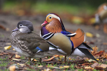 Pair of Mandarin Duck birds - latin Aix galericulata - bird natively inhabiting East Asia, in a spring mating season in a city park