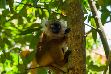 Female Black Lemur (eulemur macaco) at Lokobe Strict Reserve, Nosy Be Madagascar