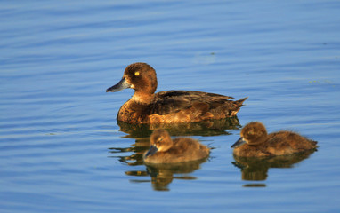 Adult female Tufted Duck bird with juvenile nestlings - latin Aythya fuligula - on a water surface during the spring mating season in wetlands of north-eastern Poland