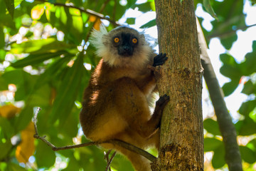Female Black Lemur at Lokobe Strict Reserve, Nosy Be Madagascar