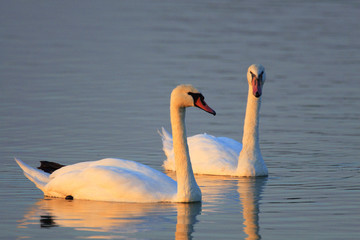 Pair of Mute Swan birds - latin Cygnus olor - on a water surface during the spring mating season in wetlands of north-eastern Poland