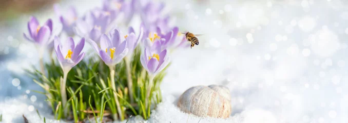 Poster Endlich Frühling - die erste Biene sammelt an Krokussen ihren Nektar, eine Weinbergschnecke hält noch ihren Winterschlaf im Schnee © Evelyn Kobben