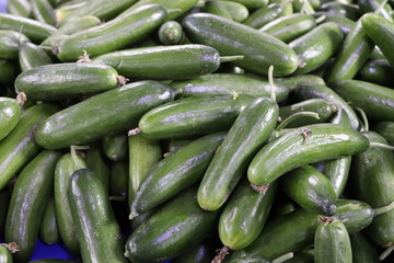 cucumbers in the market
