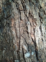 bark of a tree