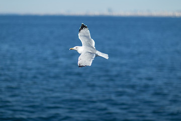 Gull over the Marmara sea in Istanbul, Turkey