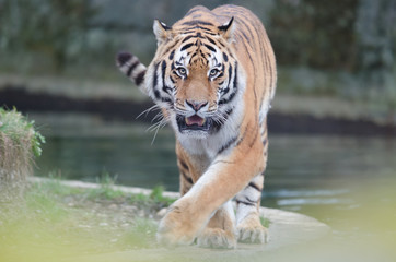 Fototapeta na wymiar Siberian tiger, tiger portrait