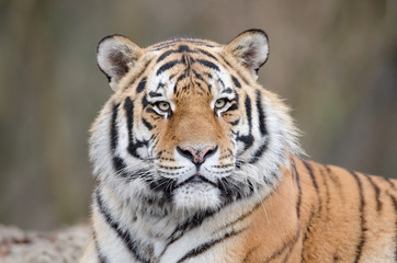 Fototapeta na wymiar Siberian tiger, tiger portrait