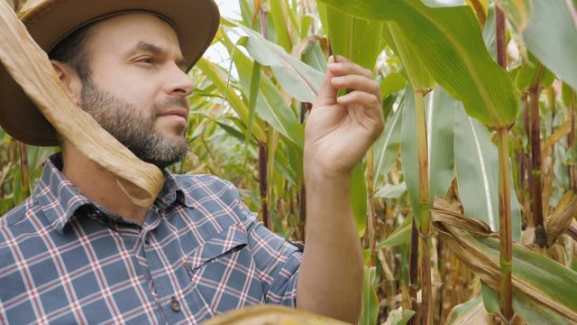 Man Walking Through Cornfield Thicket. Organic Farmer Looking At Sweetcorn In Field. Farmer Inspecting Years maize or Sweet Corn Harvest. Organic Ferma.