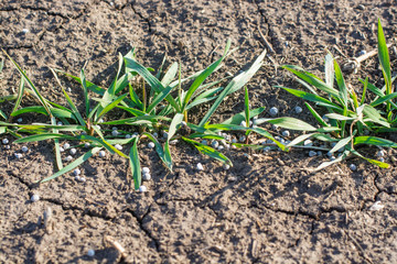 Fertilizing wheat plants in early spring with granular mineral fertilizers.