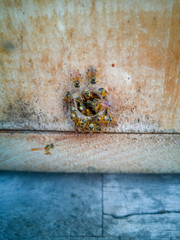 angel bee on wooden background