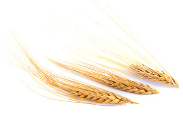 Three ears of barley isolated on a white background.