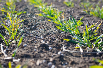 Fertilizing wheat plants in early spring with granular mineral fertilizers.