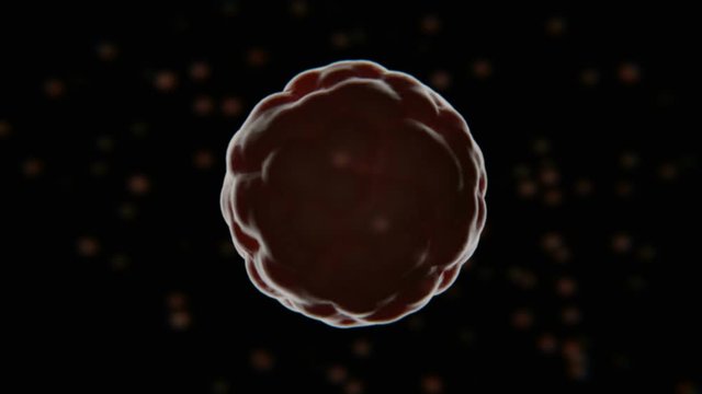 Stages of embryo growth: from morula ot blastocyte, time lapse animation