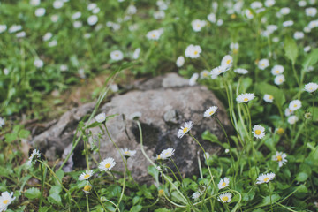 Margaritas en el campo sobre una roca