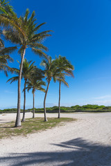 A group of palms, in a sunny day, standing just before the beginning of the beach in Miami