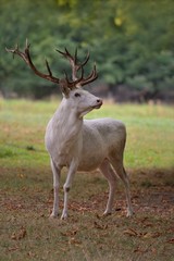 White red deer ( cervus elaphus ) in the natural environment 