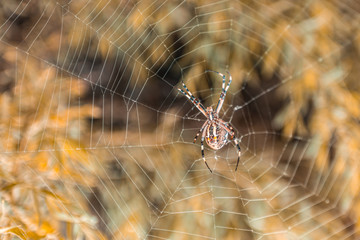 Spider Arachnid Spiderweb garden