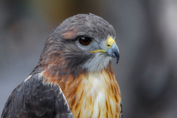 Hawk Close Up