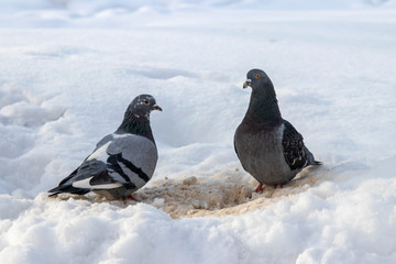 Pigeons eat food scattered in the snow. Two pigeons.
