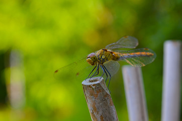 dragonfly on leaf