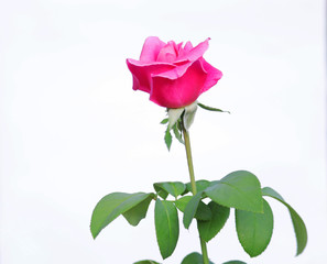 beautiful rose flower in white background.