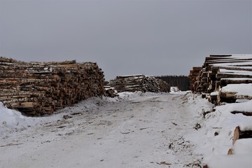 Winter, gray sky, many logs lie in the snow.