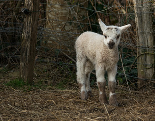 Fototapeta premium Un agneau est né dans le champ de la voisine, sa maman la brebis est près de lui et le surveille