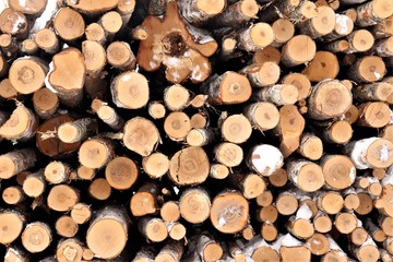 A lot of logs of different sizes, cut.