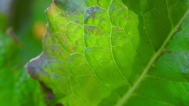 green lettuce leaf close-up macro. growing lettuce, natural background