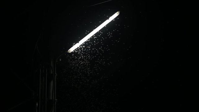 A group of moths fly around a light bulb. At night.