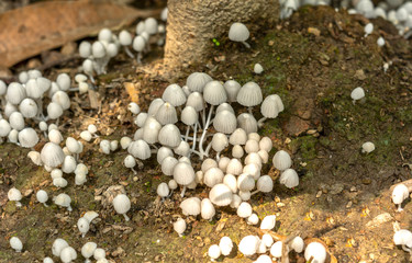 White and beautiful small toadstool mushrooms in the rainforest.