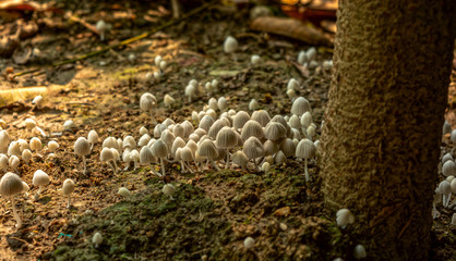 White and beautiful small toadstool mushrooms in the rainforest.